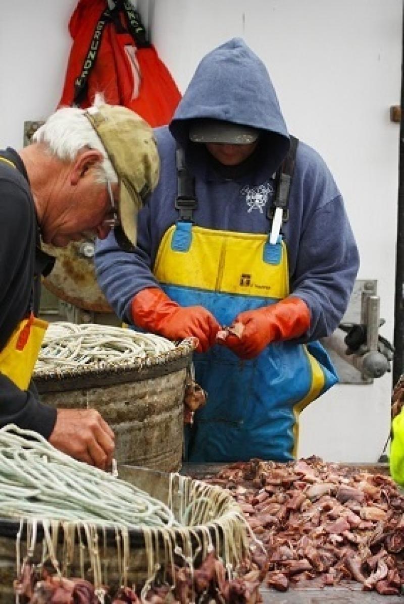 Fishermen baiting longline hooks. Albatross and other seabirds are attracted by bait and may try to take it directly off the hooks. If they are entangled or hooked, they can be pulled underwater and drown.  Credit: Amanda Gladics, Oregon Sea Grant/OSU.