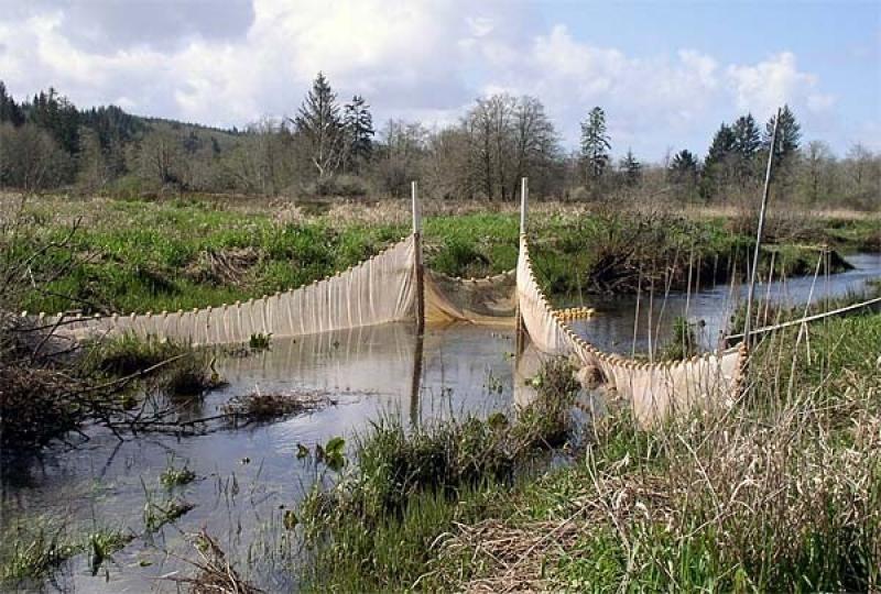 Using trap nets, scientists can sample habitat use by juvenile salmonids.  Credit: NOAA Fisheries