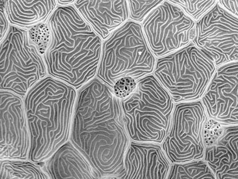 Surface of zebrafish skin Thumbprint-like microridges are present on the surface of individual skin cells of this newly hatched zebrafish. Openings for three goblet cells that produce mucus can also be seen between skin cells.