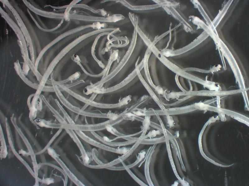 Scientists collected anchovy and sardine larvae off the Pacific Northwest.  Photo: Toby Auth/PSMFC