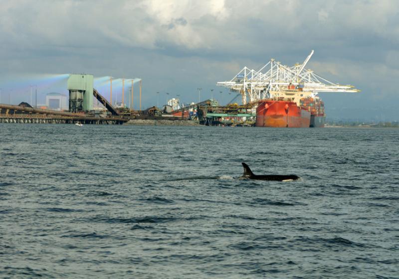 killer whale in the waters and large ship docked in the background