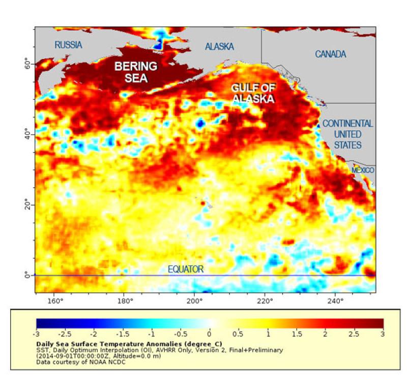 Map. Unusually warm temperatures dominate three areas of the North Pacific: the Bering Sea, Gulf of Alaska and an area off Southern California. The darker the red, the further above average the sea surface temperature. NOAA researchers are tracking the temperatures and their implications for marine life.