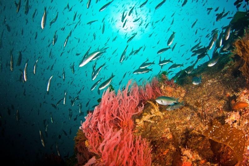 Ocean conditions off the West Coast are returning to normal after years of unusually warm waters affected the marine ecosystem, the new report says.