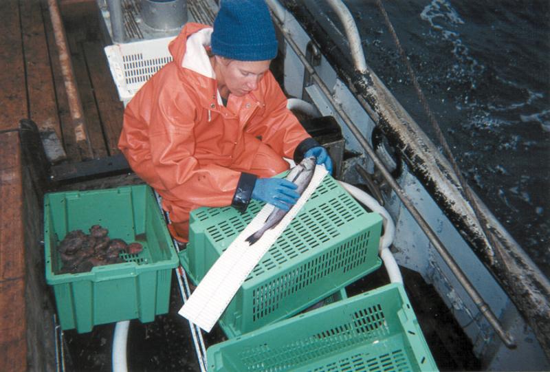 Observer measuring fish length on deck.jpg