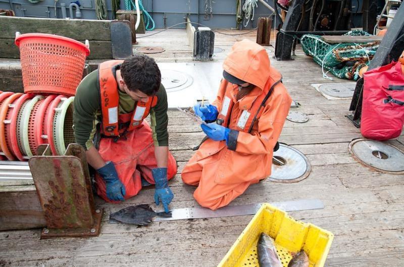 Observer in foul weather gear measuring fish on deck.