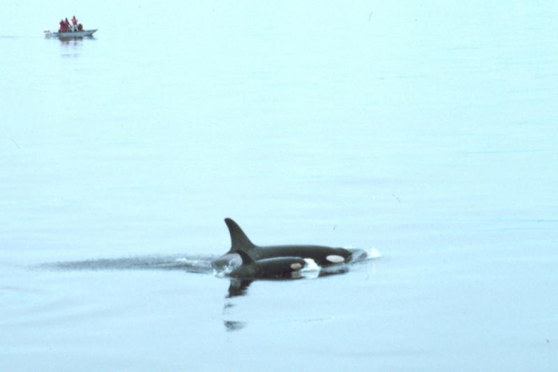 Observers_orca_calf_edited.jpg