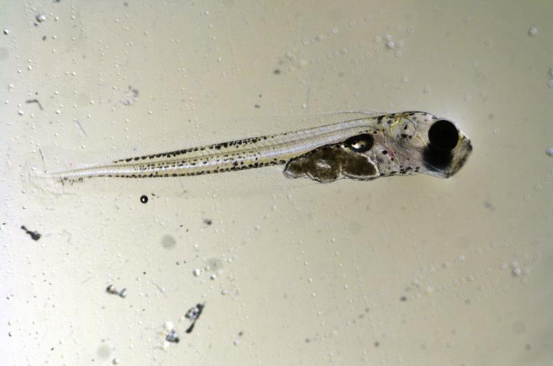 OceanAcidification-Pcod_larvae_20_dph.jpg