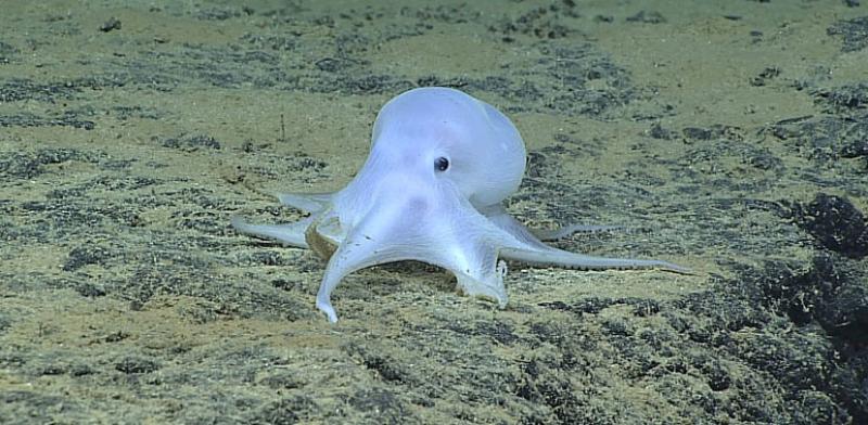 octopod_qa.jpg