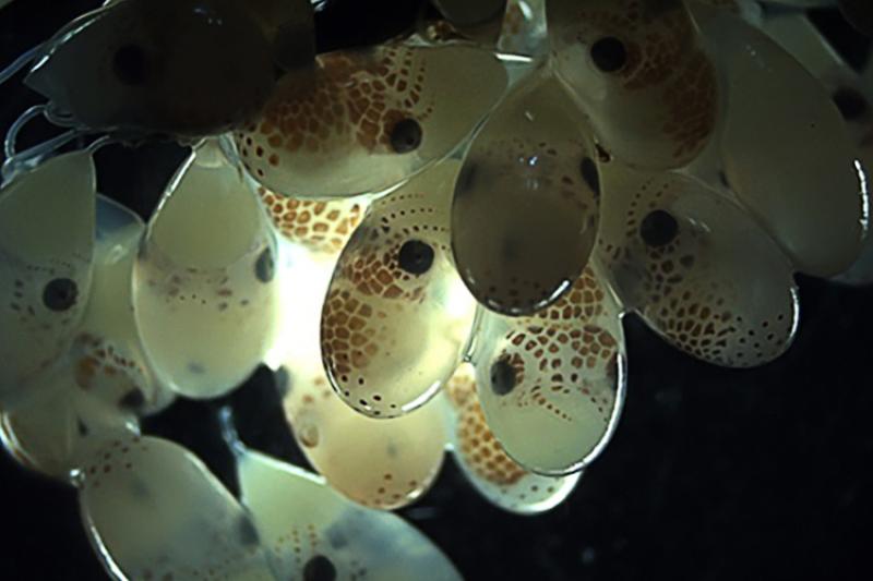 Group of baby octopuses