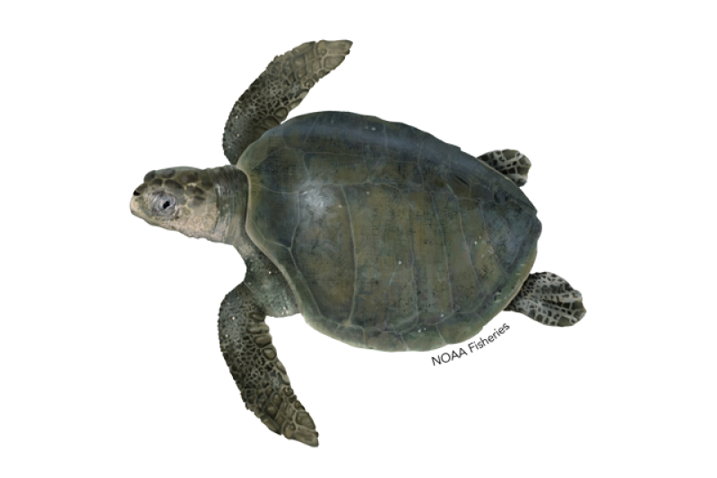 Olive ridley sea turtle illustration.