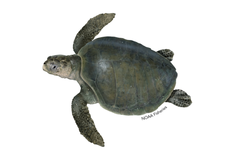 Kemp's Ridley Sea Turtle  National Wildlife Federation