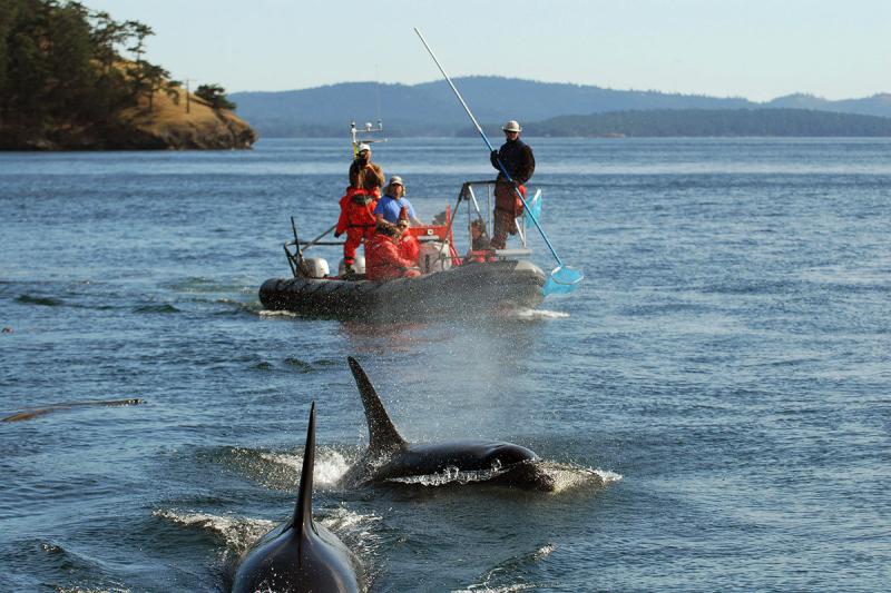 orca-fecal-sampling.jpg