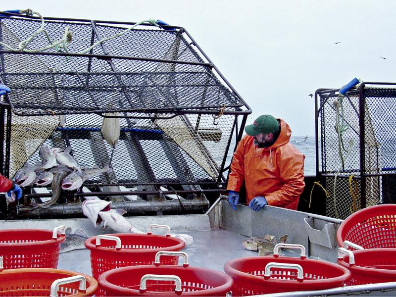 Pacific_cod_sampeling-retouched.jpg