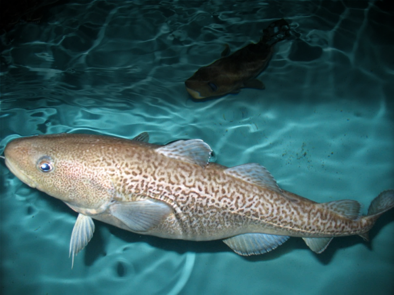 Large fish in a lab pool 