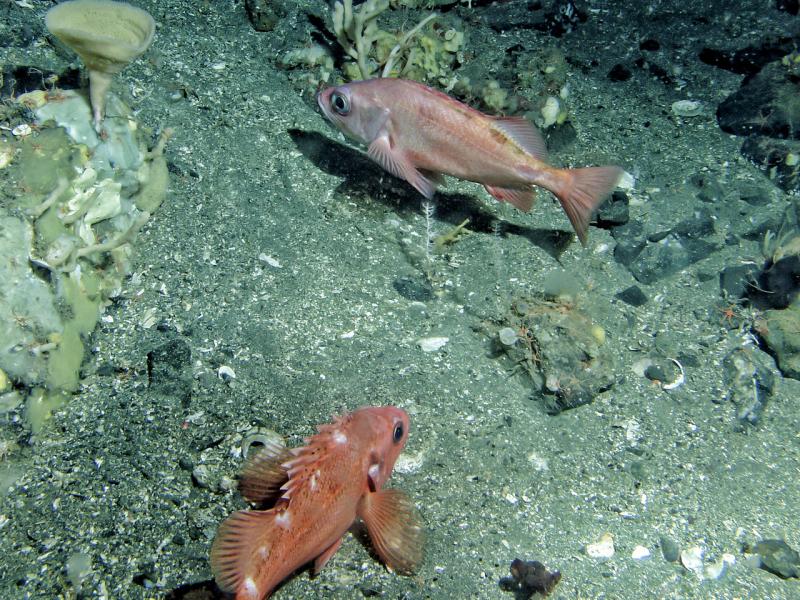Two rockfish at the bottom of the seafloor with coral