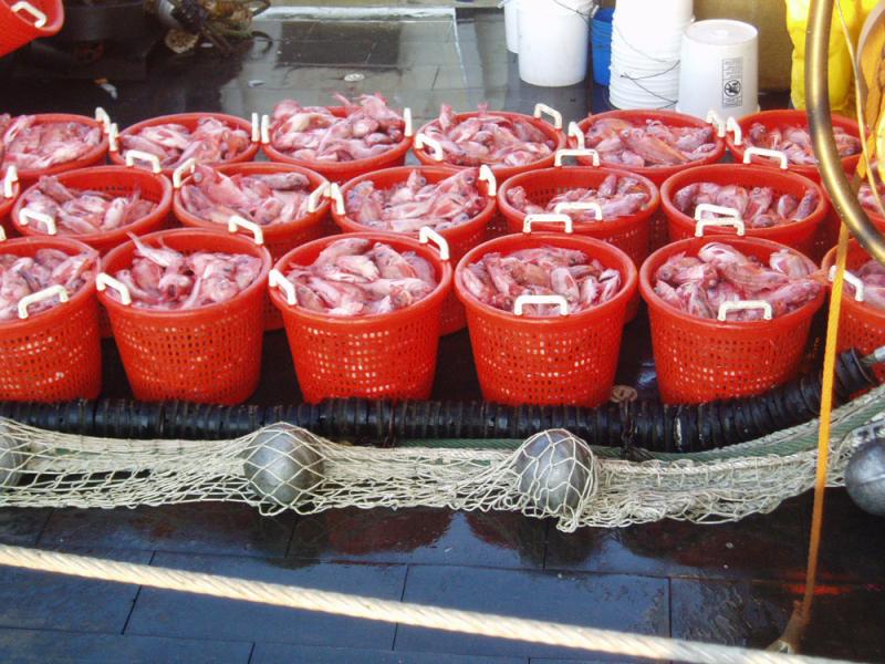 18 buckets of redfish on deck with net in front. 