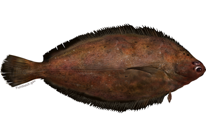 rex_sole.png