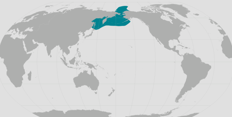 Ribbon Seal Range.png
