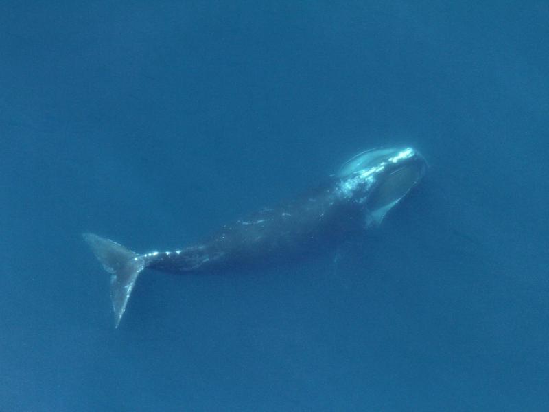 Right whale feeding