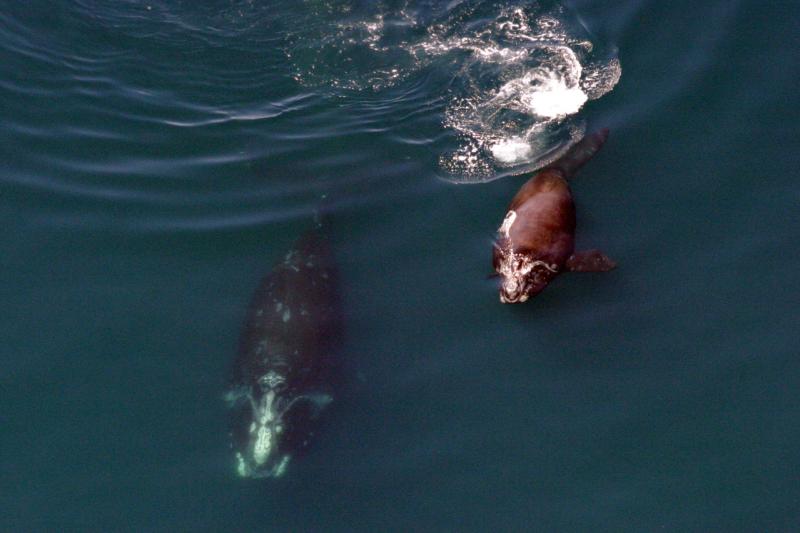 right-whale-mom-calf-egno_2.jpg