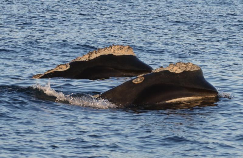 Two right whales swimming side by side. 