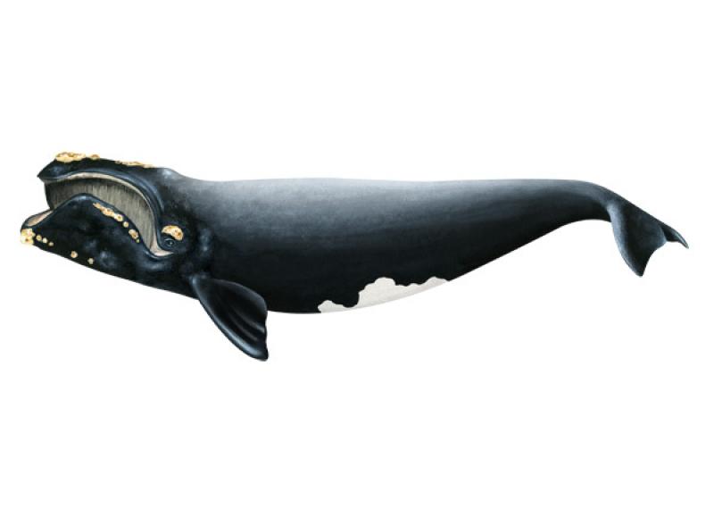 right whale illustration