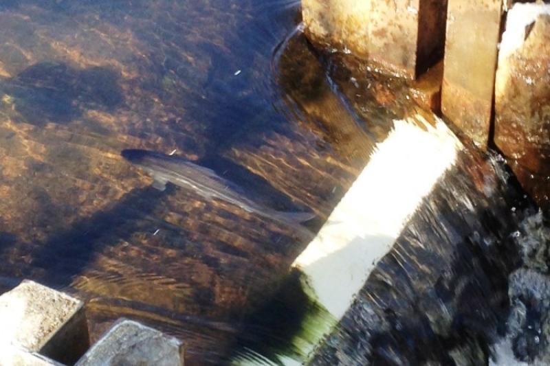 Fish ladder with fast moving water and a river herring swimming upstream. 