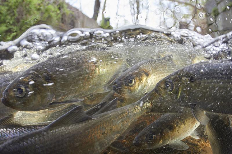 River Herring