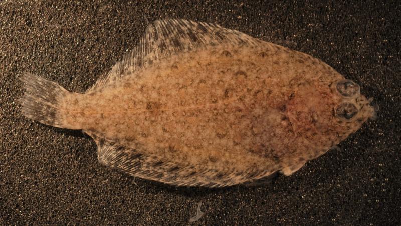 Rock sole flatfish with both eyes on the right side of its head placed on ground.