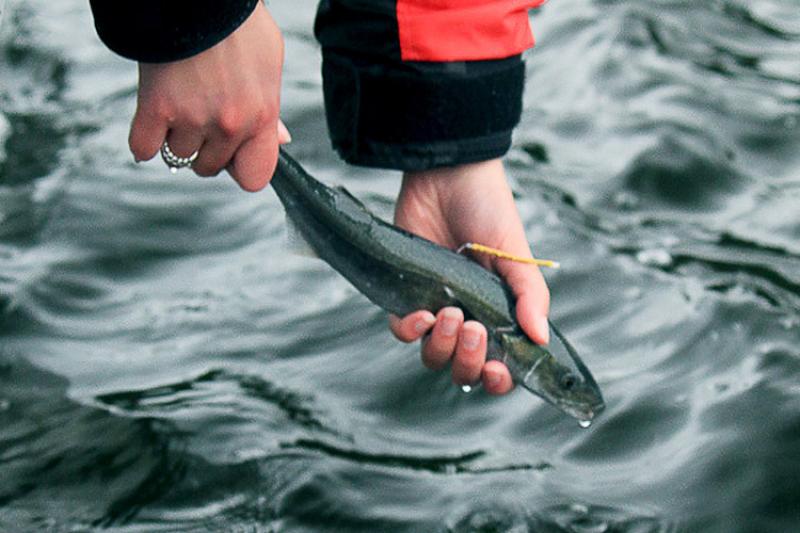 Sablefish being released into the water