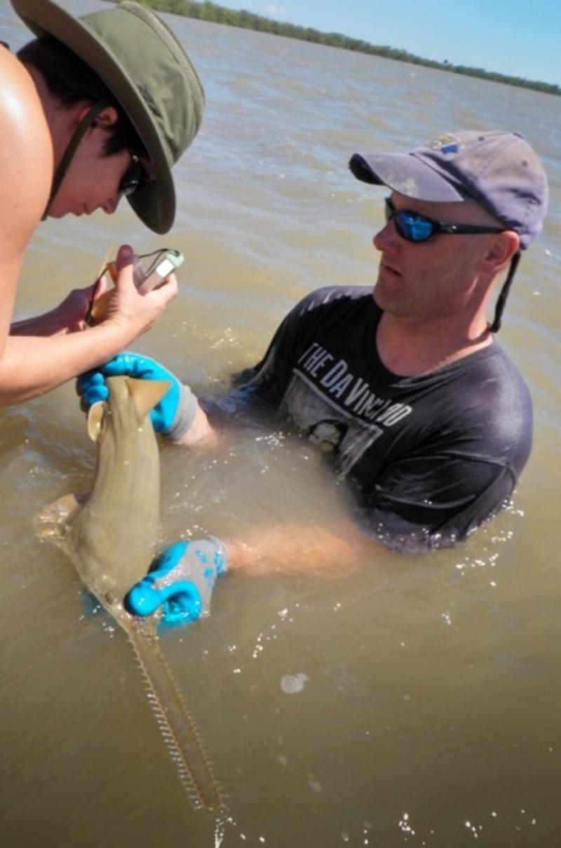 Sawfish_TAG-007-2012-01-001_DB JC_Large.jpeg