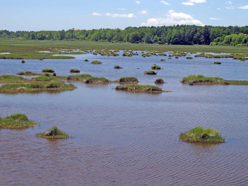 scallahan1_marsh.SM_.jpg