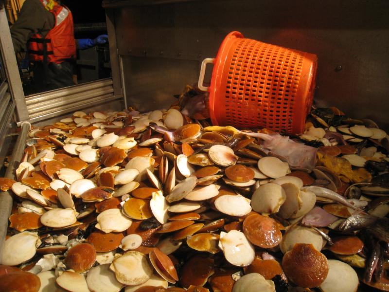 Orange basket on side next to a pile of sea scallops.