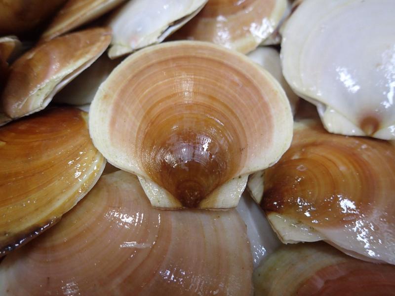 Sea scallops