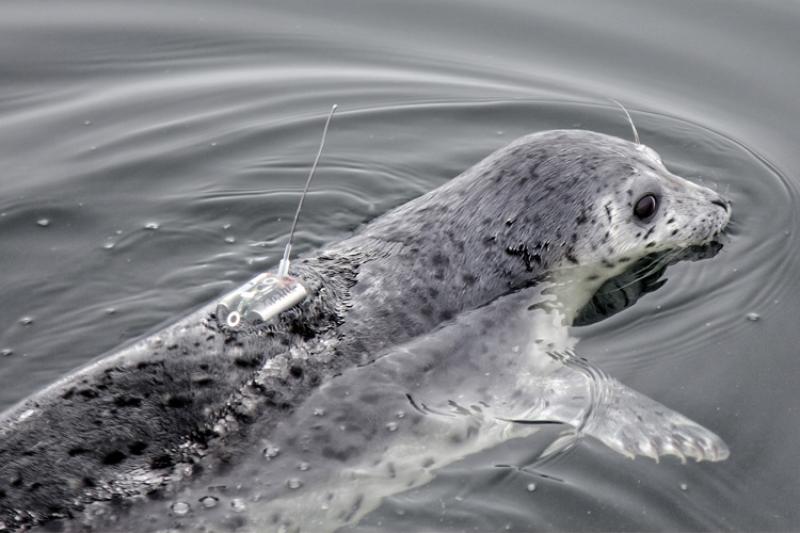 Seal swimming in the water 