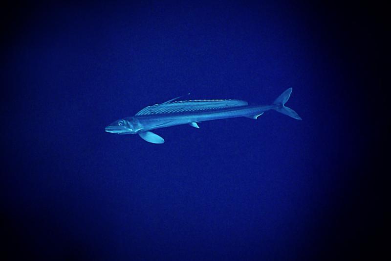 SeaMonsterLancetFish.jpg
