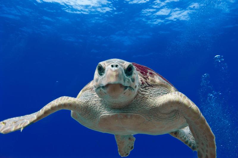 Seat Turtle restoration deepwater horizon gulf of mexico.jpg