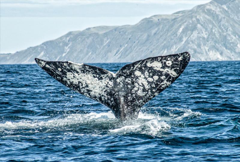 Tail of whale poking out of water