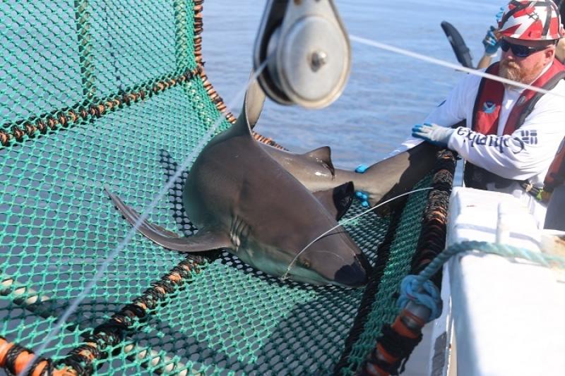 shark_cruise_26.jpg