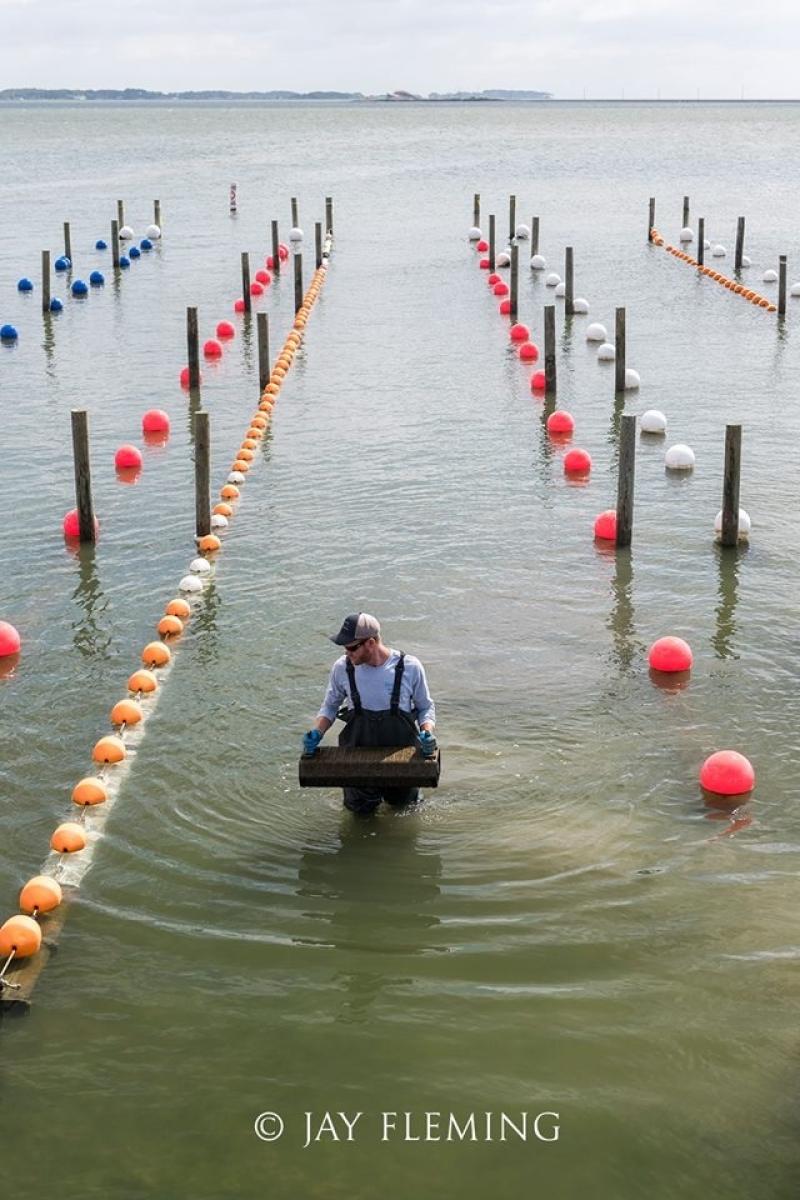 Shellfish farmer on farm by Jay Fleming.jpg