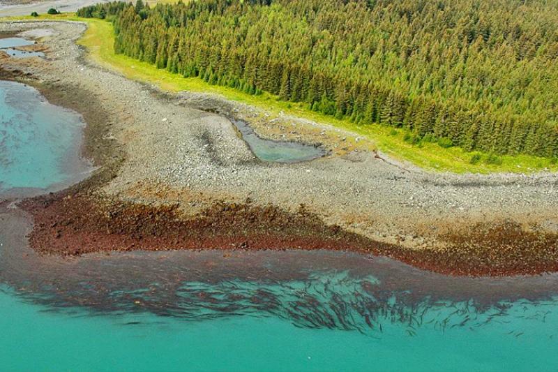 Aerial view of a coast with water and trees
