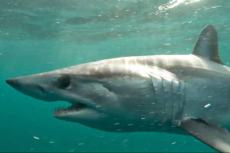 Shortfin-mako-side_750x500.png