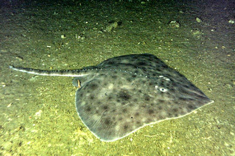Skate swimming on the seafloor 