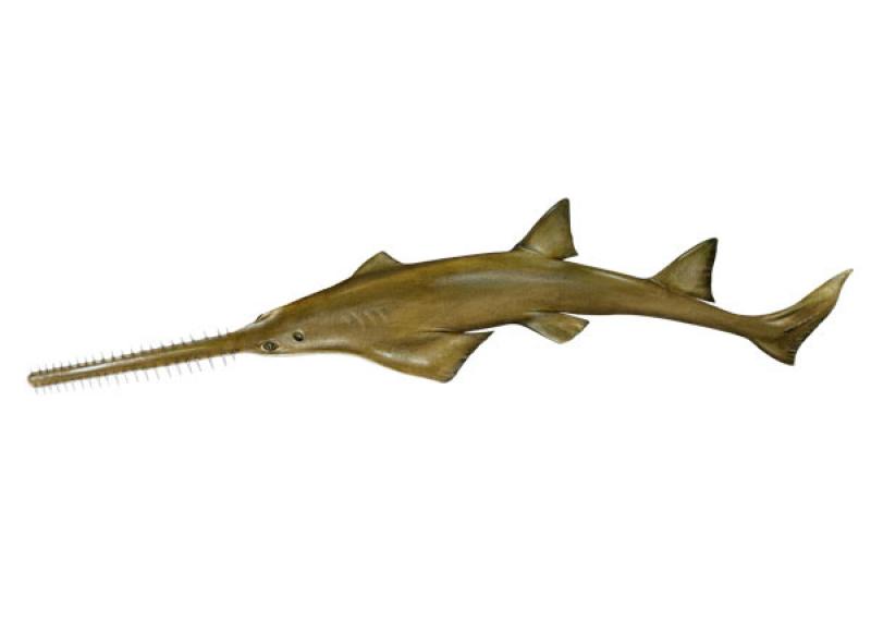 Smalltooth sawfish illustration showing olive gray/brown, shark-like body with long, flat snout edged with teeth.