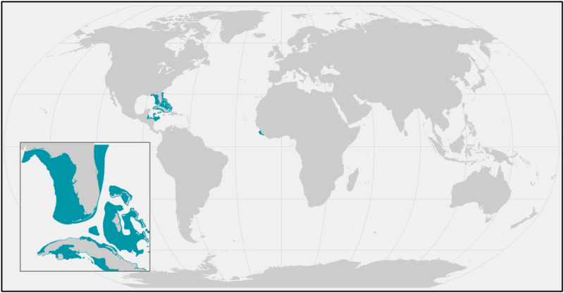 SmallToothSawfish_current_range.png