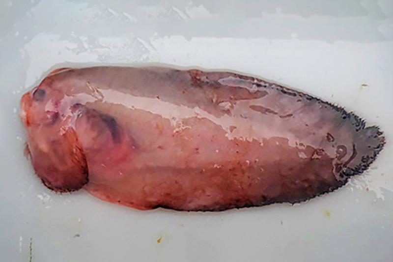 Red fish that is bloated after being caught. 