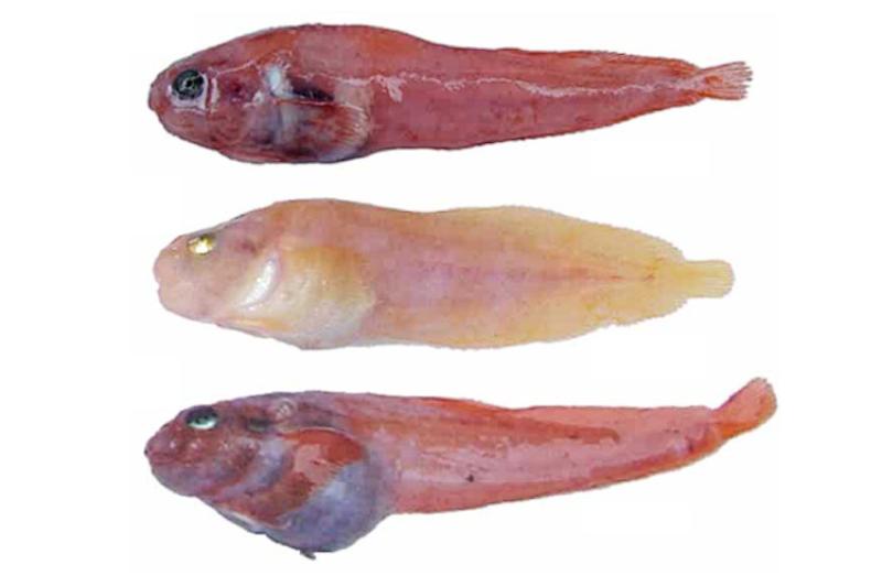 Three small pink fish against a white background