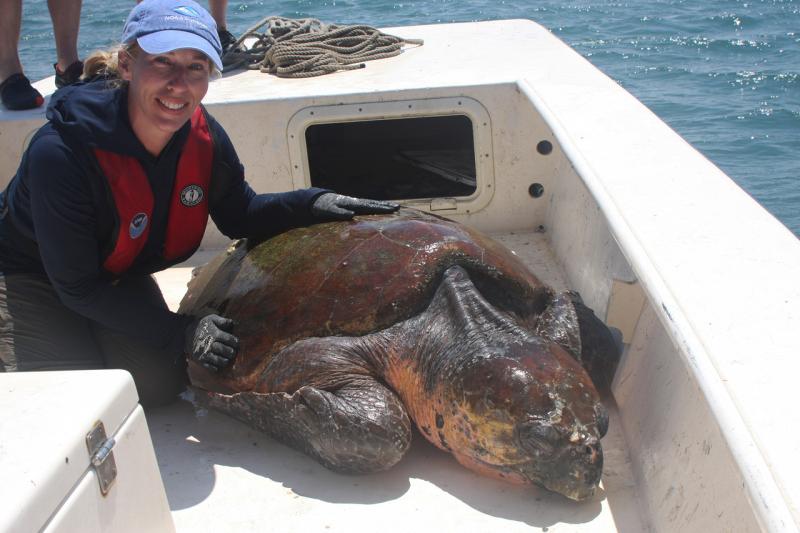 SonarSeaTurtle01_.jpg