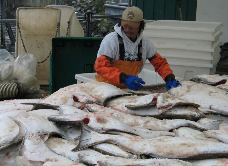 worker sorting halibut from commercial fishing vessel
