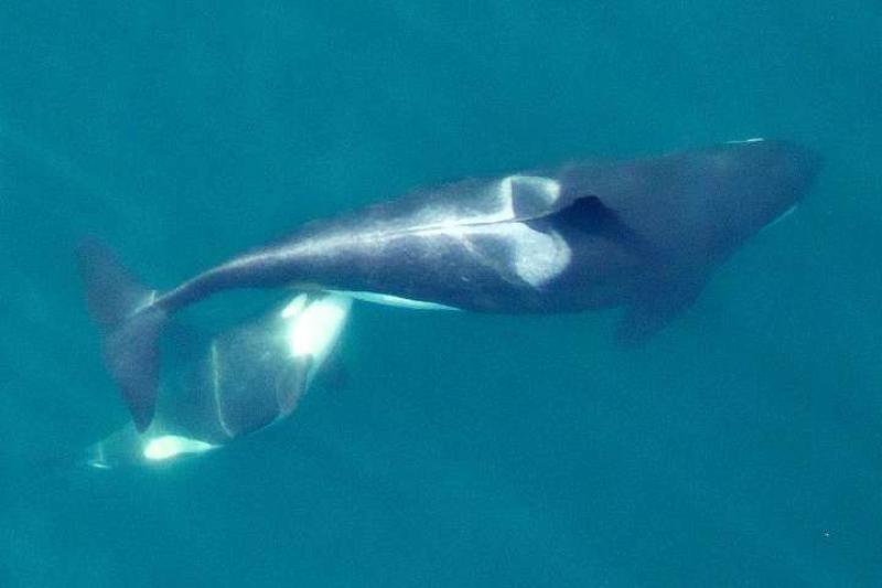 srkw_aerial_photography.jpg